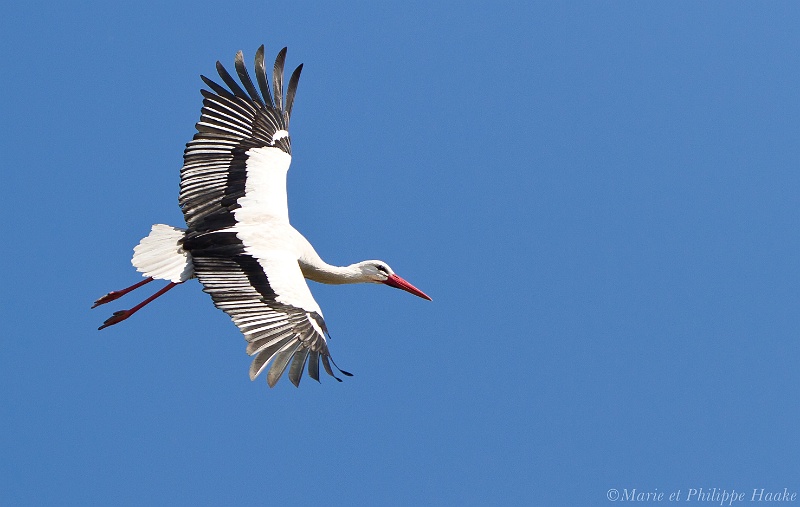 Cigogne 5318_wm.jpg - Cigogne blanche, Ciconia ciconia, White Stork (Alsace, France, avril 2011)